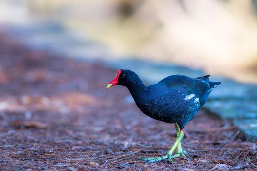 Common Gallinule working hard to look for bugs