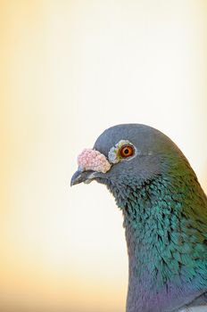 Rock Pigeon are tubby birds with small heads and short legs