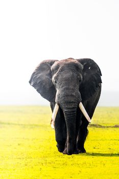 Bull elephant, loxodonta africana, in the grasslands of Amboseli National Park, Kenya. Front view.