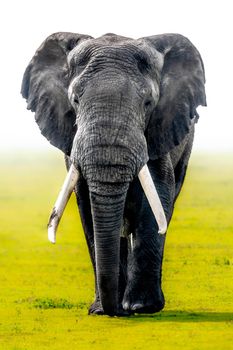 African elephant during a foggy morning in Ngorongoro Crater National Park in Tanzania