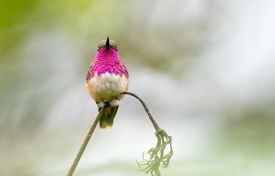 Wine Throated Hummingbird sitting on a branch showing off its jewellery