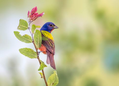 Painted Bunting hanging off a plant in Dallas Texas