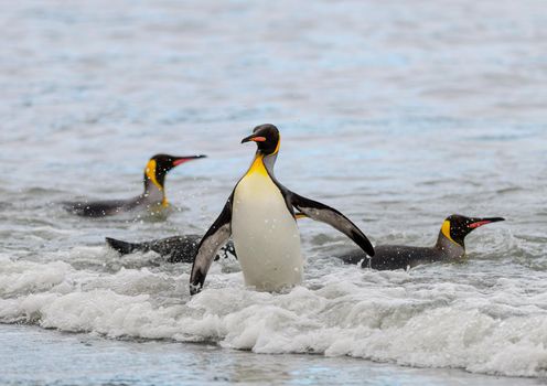 King Penguin walking out of the water on to a beach in Antarctica