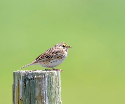 Savanna Sparrow sitting on a wooden pole near a farm in MInnesota