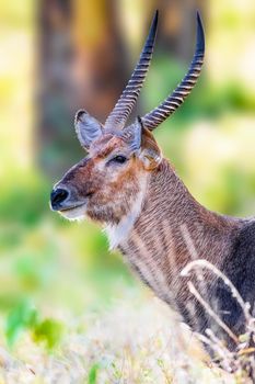 Waterbuck is a large antelope found widely in sub-Saharan Africa