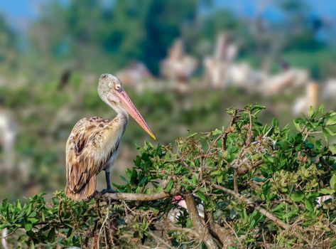Photo of Spot Billed Pelican with selective focus on the bird