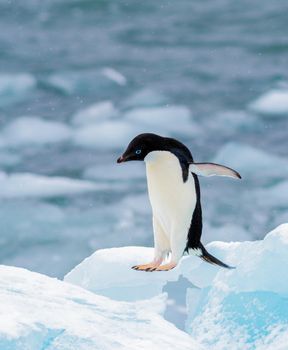 Adelie Penguin learning to fly from one iceberg to another