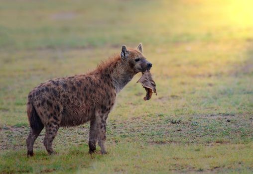 Spotted hyena also known as the laughing hyena