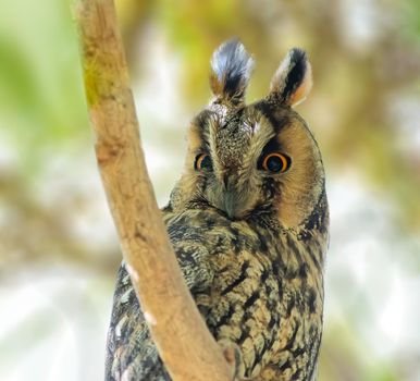 Long Eared Owl perched on a branch in forest of Jordan