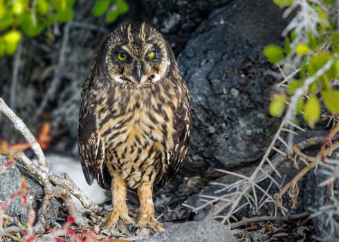 Galapagos Short Eared Owl One of the more elusive birds to spot at the galapagos islands