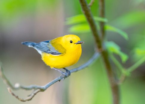 Prothonotary warbler perched on a tree