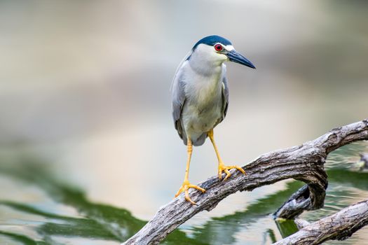 Black-Crowned Night Heron sitting on a tree in Indiana