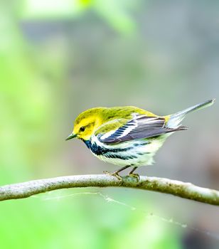 Black-throated green warbler singing to its mate in Magee Marsh Ohio