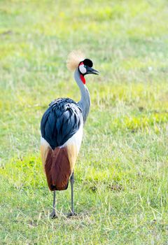 Black Crowned Crane in the savannas of Africa