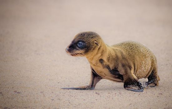 Baby sea lions are called pups, I call them sea puppies. Within half hour after being born, they can walk but can't swim until they are 2 months old.