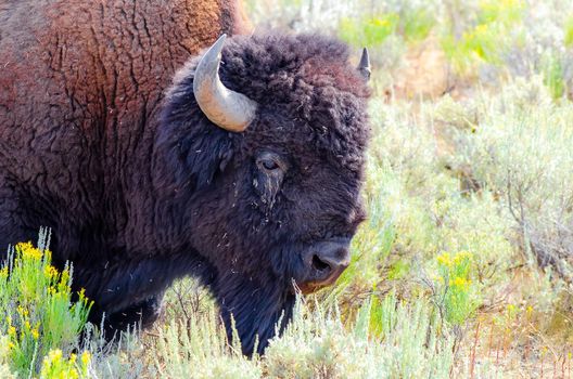 American Bison in Yellowstone National Park