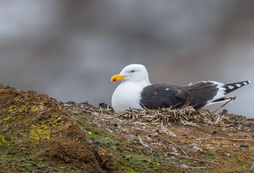 Kelp Gull incubating eggs in its nest