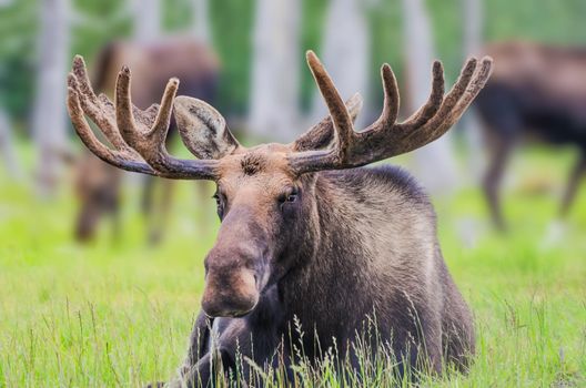 Photo of Moose are nearly 7-feet tall at the shoulder and weigh more than 1,400 pounds with selective focus on the animal