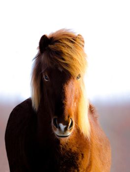 Photo of Wild Icelandic Horse with selective focus on the horse's face