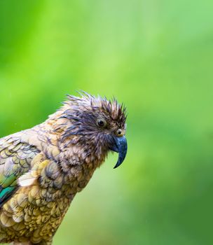 Photo of New Zealand Kea Alpine Parrot found in the forested and alpine regions of the South Island of New Zealand. with selective focus on the bird