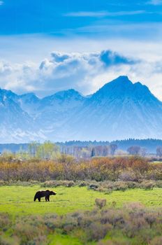 Photo of Grizzly Bear also known as the North American brown bear in Denali Alaska. with selective focus on the bear