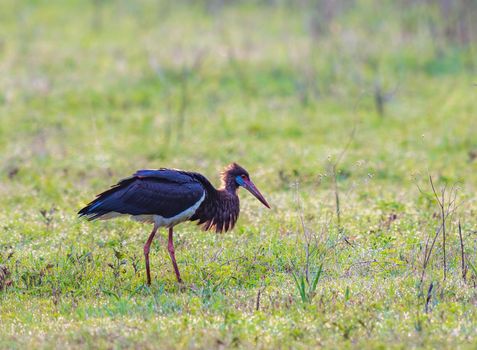 Abdims Stork foraging for food in the Savanna