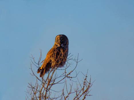 Great Gray Owl perched on a tree