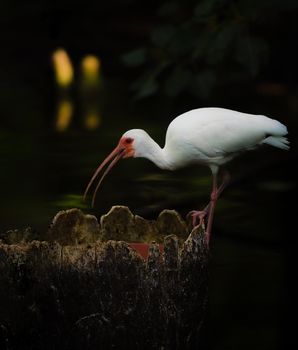 American White Ibis getting a drink