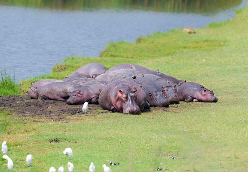 Hippos basking in the sun on the banks a river in Africa