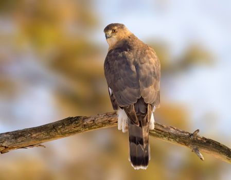 Cooper's hawk perched on a tree waiting for a meal in Michigan