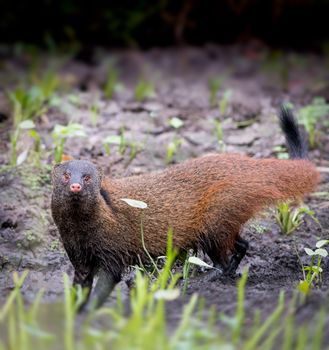 Stripe Necked Mongoose is a mongoose species native to forests and shrublands from southern India to Sri Lanka.