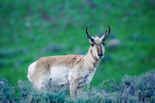 Mexican Pronghorns composed of a slender, laterally flattened blade of bone which is thought to grow from the frontal bones of the skull