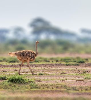 Ostrich strutting along in the savannas of Africa