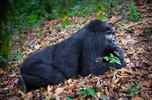 Mountain Gorilla in Bwindi Impenetrable Forest National Park