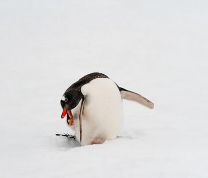 Gentoo Penguin on the ice scratching itself in Antarctica