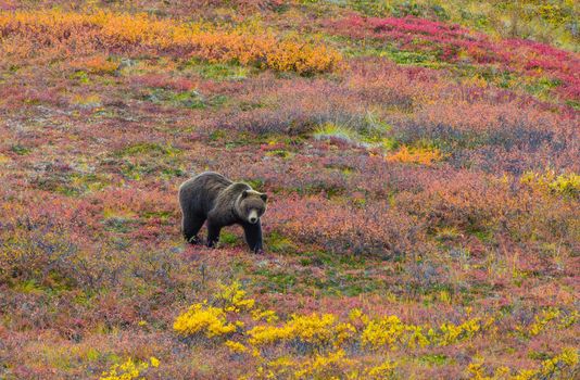 Grizzly Bear also known as the North American brown bear in Denali Alaska