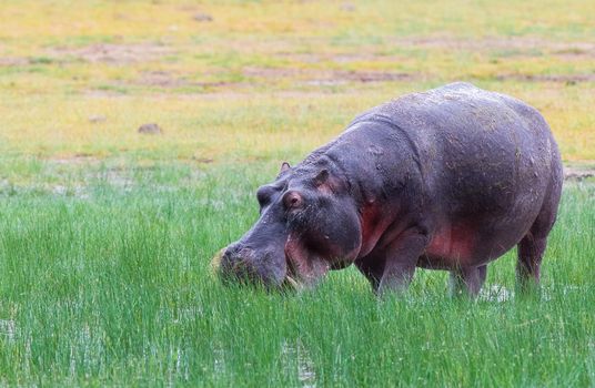 Hippopotamus are large, round, water-loving animals that are native to Africa.