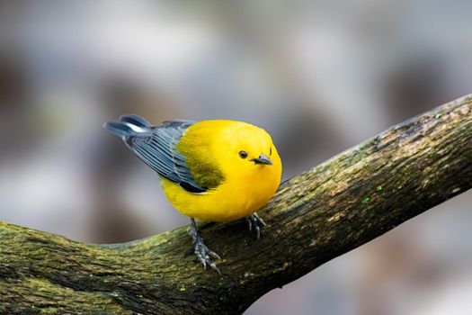 Prothonotary Warbler bounces along branches like a golden flashlight in the dim understory of swampy woodlands