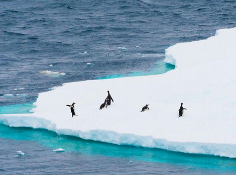 Photo of Gentoo Penguins native to sub-Antarctic islands where chilly temperatures allow for ideal breeding, foraging and nesting conditions. In the distance with focus on the penguins