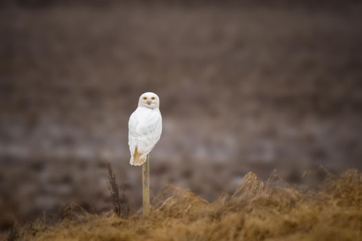 Photo of Snowy Owl with selective focus on the bird.