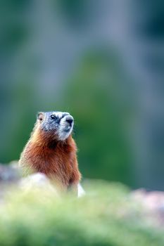 Woodchuck sense potential danger and is in alert mode, Colorado