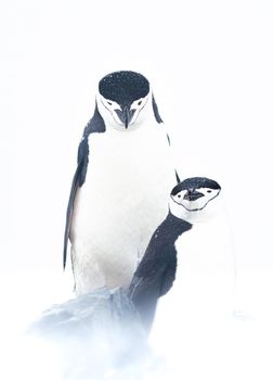 Chinstrap penguins have a very recognizable black band near their neck - that's where they get their name from.