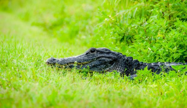 American Alligator in Everglades National Park, Florida