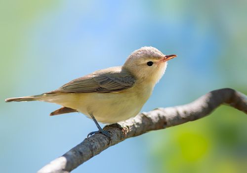 A male Warbling Vireo singing from a spruce tree in Ohio