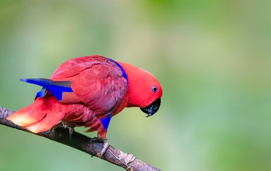 Electus Parrot perched on a tree trunk in Australia