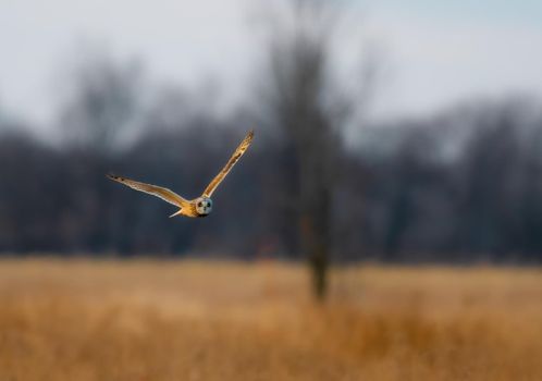 Short Eared Owl are medium brown spotted with buff and white on the upperparts