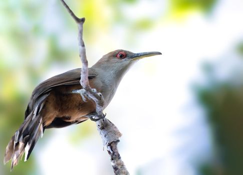 Puerto RIcan LIzard Cuckoo with an impressive long tail