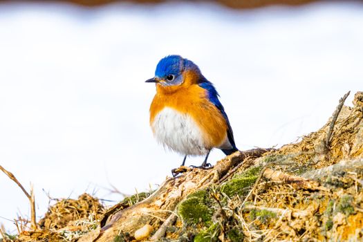 Eastern Blue Bird perched on the ground on a snowy day in USA