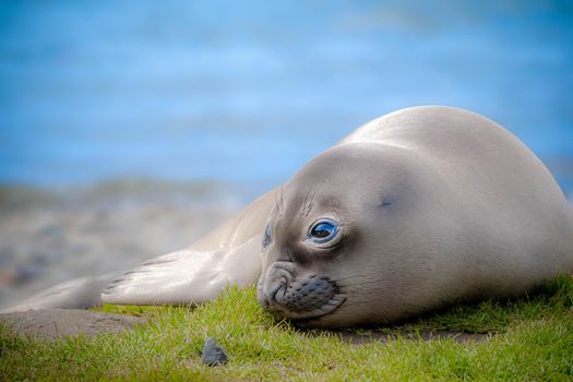 A cute little southern elephant seal pup basking in the sun. Look at those googly eyes. Seal pups are called weaners.