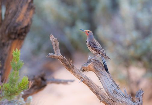 Northern Flicker perched upright on a horizontal branch